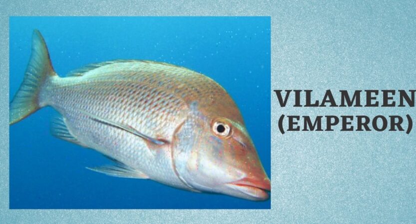 Vilameen | Vilai Meen in English | Emperor Fish Benefits