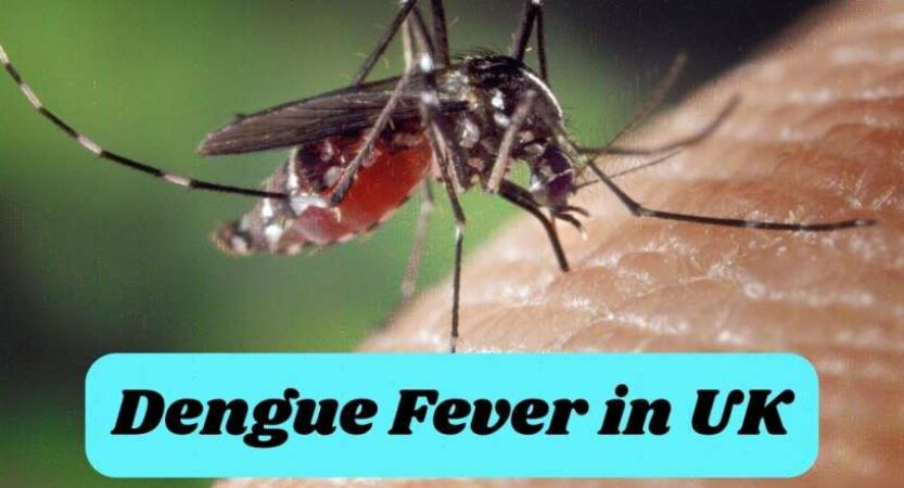 Dengue Fever in UK 2024 | Symptoms & Prevention in UK